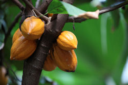 Venezuela is known for producing high-quality chocolates